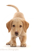 Yellow Labrador puppy, play-bow