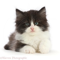 Black-and-white Persian x Ragdoll kitten