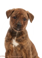 Brindle Rottweiler-cross puppy portrait