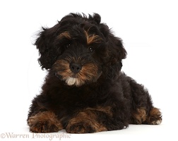 Black-and-tan Poodle-cross puppy