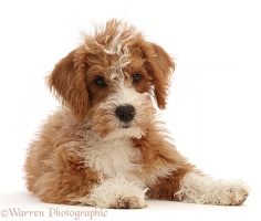 Tan-and-white Poodle-cross puppy