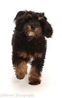 Black-and-tan Poodle-cross puppy