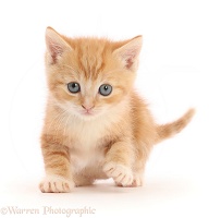 Ginger kitten, stepping forward