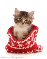 Tortie-Tabby kitten in a knitted woollen hat