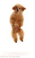 Red Toy poodle dog leaping up