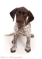 Liver-and-white Pointer puppy, sitting and looking up