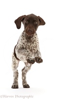 Liver-and-white Pointer puppy, jumping up