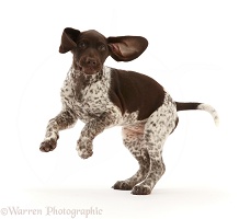 Liver-and-white Pointer puppy, jumping up, ears flapping