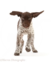 Liver-and-white Pointer puppy, running