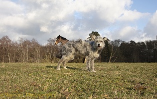 Horse behind dog, appearing to make two-headed animal