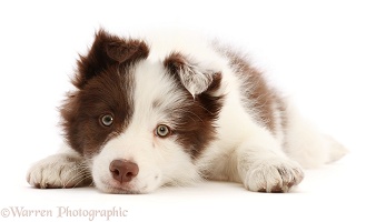 Brown-and-white Border Collie puppy, chin on the floor
