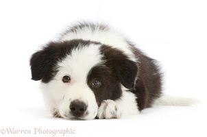 Black-and-white Border Collie puppy, chin on floor