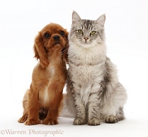 Silver tabby female cat, sitting with ruby Cavalier puppy