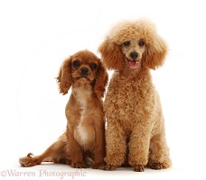 Red Toy poodle, sitting with ruby Cavalier puppy