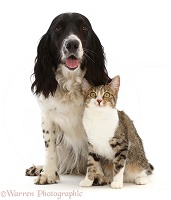 Black-and-white Cocker Spaniel with Tabby-and-white cat