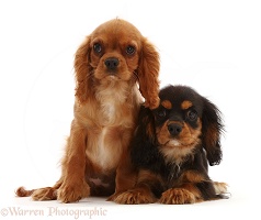 Two Cavalier puppies