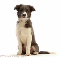 Blue and white Border Collie puppy sitting