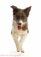 Blue and white Border Collie puppy running