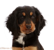 Black-and-tan Cocker Spaniel puppy portrait