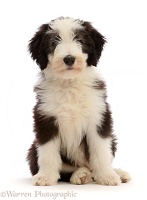 Bearded Collie puppy, 10 weeks old, sitting