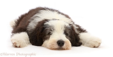 Bearded Collie puppy, 10 weeks old, lying with chin on floor