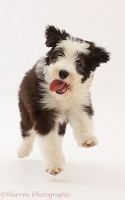Bearded Collie puppy, 10 weeks old, running