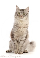 Silver tabby female cat, sitting