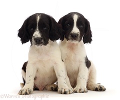 Two working English Springer Spaniel puppies