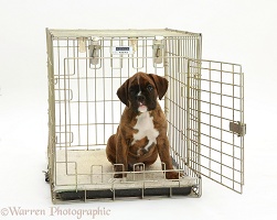 Boxer puppy, 8 weeks old, in a crate