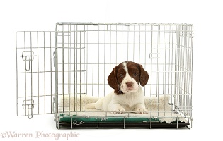English Springer Spaniel puppy in a crate