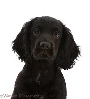 Black Cocker Spaniel puppy, portrait