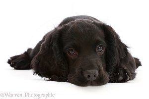 Black Cocker Spaniel puppy, lying with chin on the floor