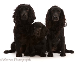 Black Cocker Spaniel dog and bitch, sitting with a puppy