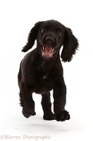 Black Cocker Spaniel puppy, running