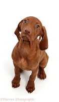 Vizsla puppy, sitting and looking up