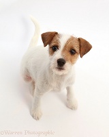 Tan-and-white Jack Russell Terrier puppy, sitting looking up