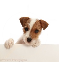 Tan-and-white Jack Russell Terrier puppy, paws over