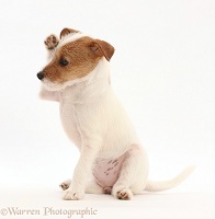 Tan-and-white Jack Russell Terrier puppy, paw up