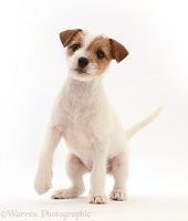 Tan-and-white Jack Russell Terrier puppy, with raised paw