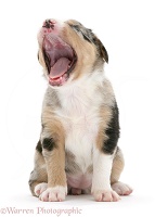 Merle Border Collie pup yawning