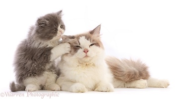 Blue bicolour Persian cross kitten, chewing his mother's ear