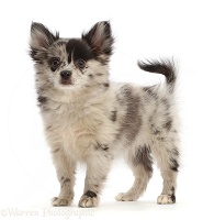 Pomeranian-cross puppy standing