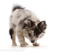 Pomeranian-cross puppy