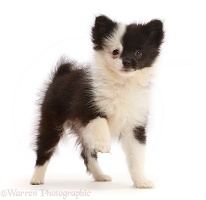 Pomchi (Pomeranian x Chihuahua) puppy