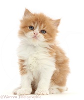 Ginger-and-white kitten, sitting