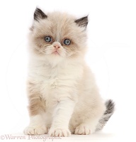 Persian-cross kitten, 6 weeks old, sitting