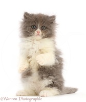 Blue bicolour Persian cross kitten, sitting up with raised paws