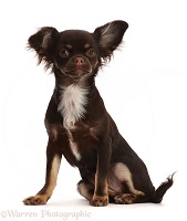 Chihuahua-cross puppy, sitting