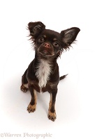 Chihuahua-cross puppy, sitting