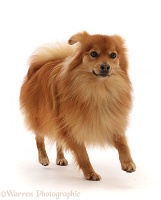 Pomeranian x Spitz dog, running
